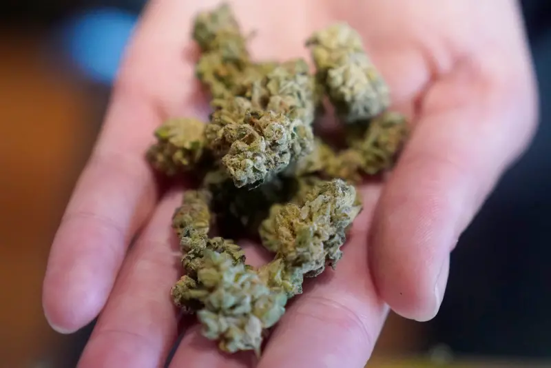 史上最多！日本查獲逾1噸大麻裝「木炭」闖關　黑市價逾10.6億元