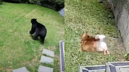 膽大狗英雄！黑熊闖民宅偷吃早餐　「炮彈」博美犬暴怒狂吠驅逐
