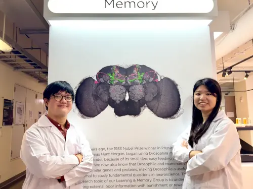 吃還是逃？清華破解果蠅腦神經連結之謎：就像人們設密碼
