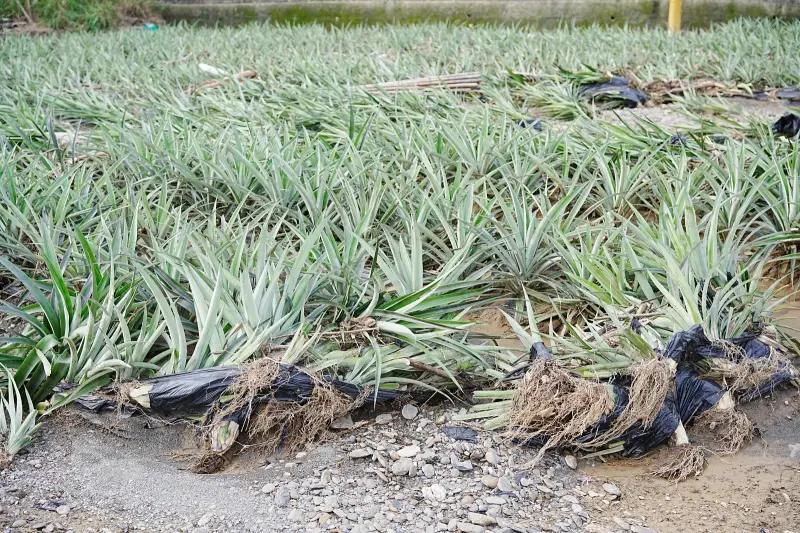 ▲屏東平地鄉鎮以高樹鄉鳳梨農損災情最為嚴重。（圖／屏東縣府提供）