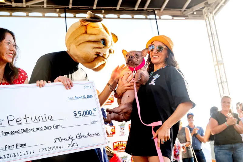 ▲一隻來自奧勒岡州的英國與法國混血鬥牛犬Petunia拿下冠軍。（圖／美聯社／達志影像）