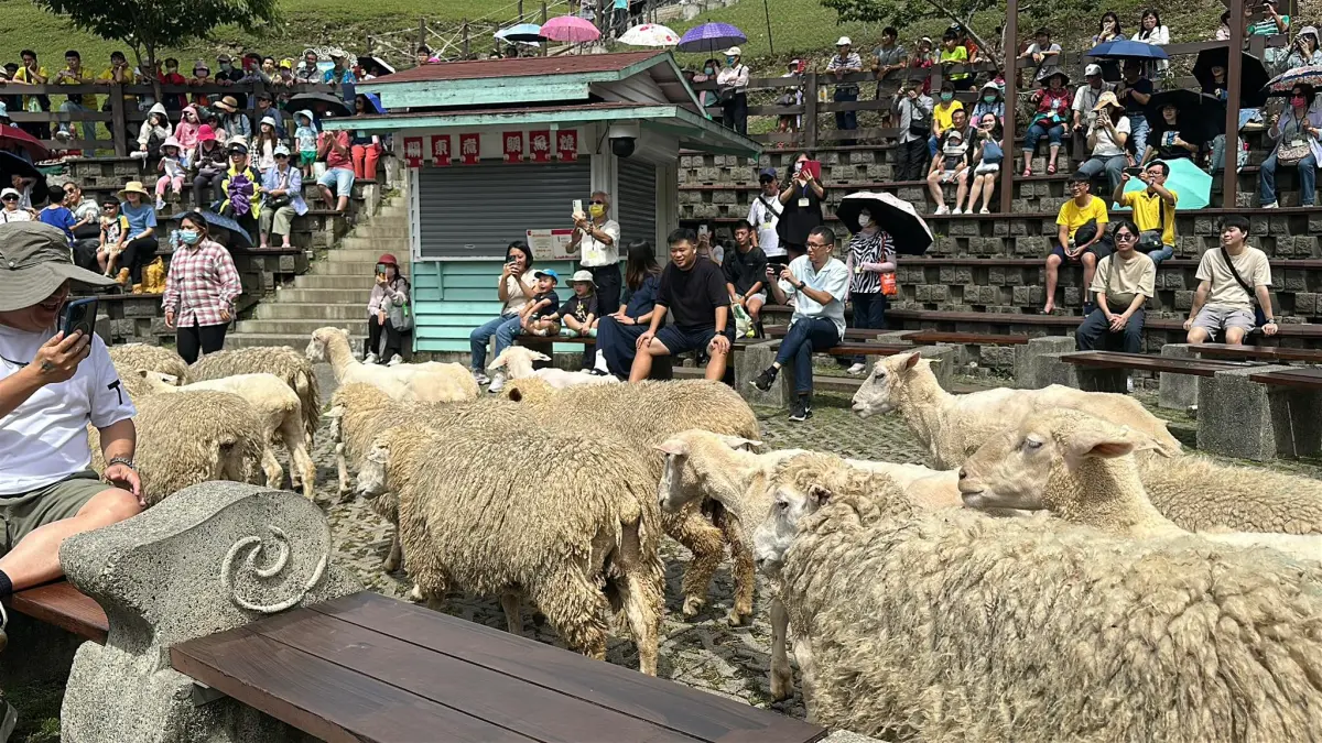 ▲清境農場明天下午只出不進，但綿羊秀及馬術秀仍照常進行。（圖／翻攝清境農場臉書，2025.08.11）