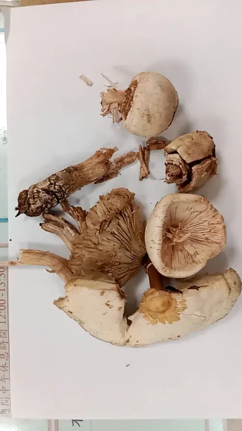 ▲外觀酷似食用菇的綠褶菇最常害人中毒。（圖／台北榮總提供）