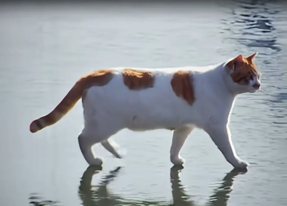 ▲韓國迷因「漢江貓咪」於2021年爆紅，當年的拍攝者時隔3年後終於將牠收編，貓咪幸福近況也被曝光。（圖／翻攝5275 오이칠오 YouTube）