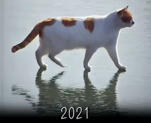 ▲漢江貓咪（圖／翻攝5275 오이칠오 YouTube）