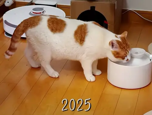 ▲漢江貓咪（圖／翻攝5275 오이칠오 YouTube）