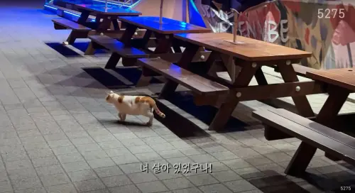 ▲漢江貓咪（圖／翻攝5275 오이칠오 YouTube）