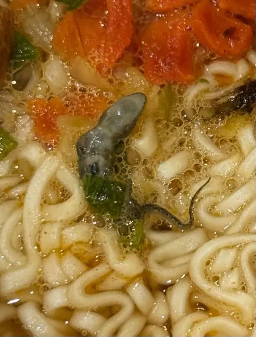 ▲一隻壁虎寶寶的遺骸完整躺在泡麵上。（圖／Threads@naizhen_licaao）