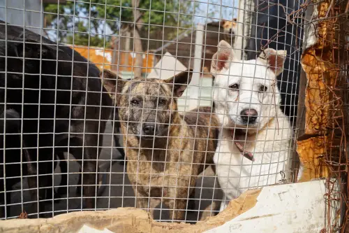 快來力挺「國際流浪動物日」！簡單一步驟「愛心捐糧」還可贈點數
