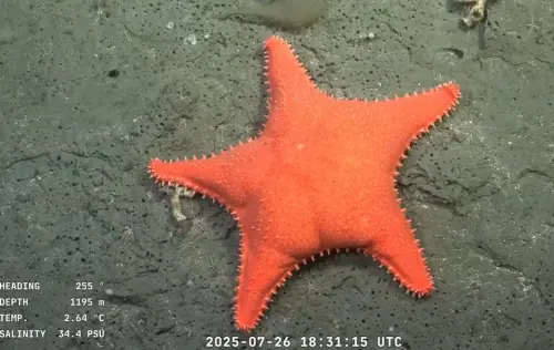 影／派大星現身阿根廷深海？科學家直播目睹　「翹臀」迎向觀眾
