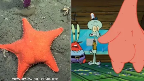 ▲阿根廷東側深海的橘色海星，與海綿寶寶卡通中的腳色派大星極為相似，頓時成為迷因。（圖／翻攝自Ｘ）