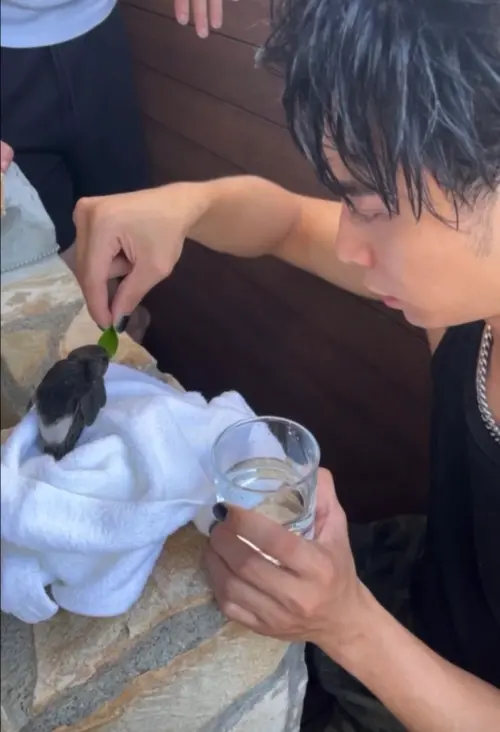 ▲FEniX隊長MAX在飯店房間內意外發現一隻受傷的小動物飛入房內，他十分擔憂小動物的情況，即使演出在即，仍先安置牠的安全，並請工作人員先安排送往動物醫院治療。（踢帕娛樂提供）