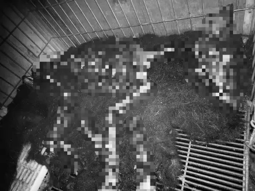 ▲新竹新埔鎮狗園傳疑似虐狗事件，犬隻餓死成白骨。（圖／翻攝邵柏虎臉書）