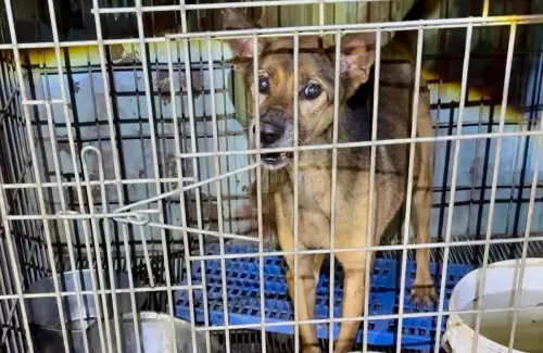 地獄在人間！新竹狗園疑虐狗　逾10犬隻餓死腐爛成「白骨」
