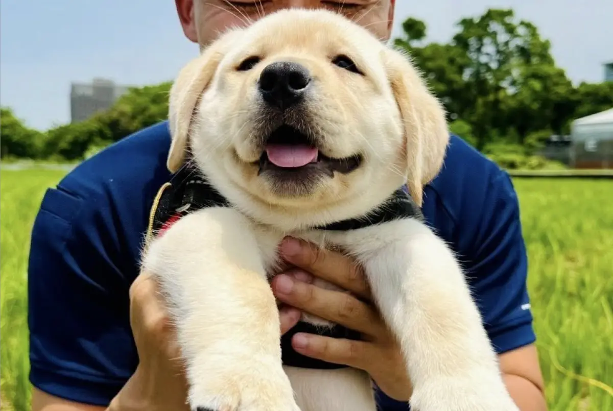 ▲快滿兩個月大的拉布拉多幼犬「大福」，是新北市政府警察局警犬隊全新戰力，圓滾滾的身形、憨厚的笑容與萌態，瞬間擄獲大批粉絲的心。（圖／翻攝自臉書粉專「新北市政府警察局警犬隊」）