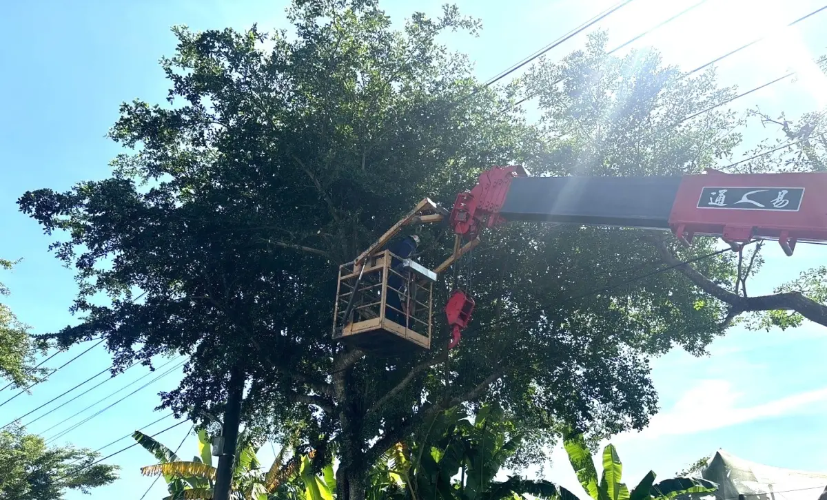 ▲因應楊柳颱風逼近，高雄市工務局公園處積極展開防颱準備。圖為進行美濃區忠孝路二段道路路樹修剪。（圖／高雄市府）