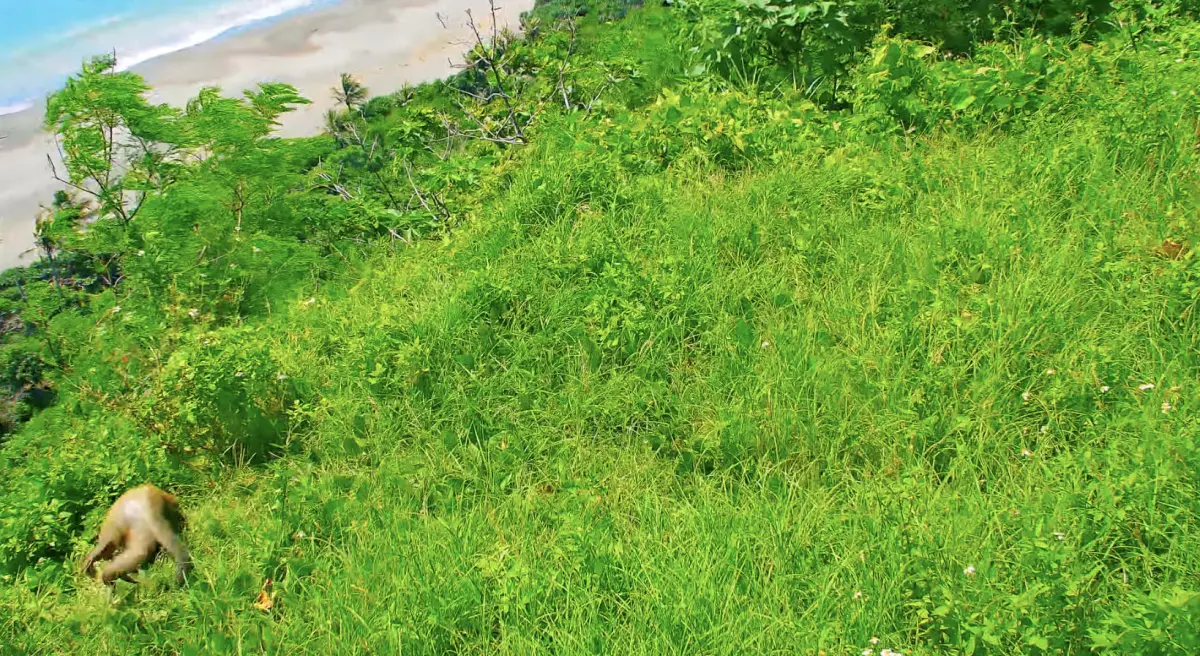 ▲鏡頭君被台灣獼猴撥弄後，拍下搗蛋後落跑身影。（圖／翻攝自東海岸即時影像 - 金樽遊憩區YT）