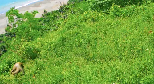 台東金樽觀浪「鏡頭君」突往下傾斜！東管處回放揪兇手：猴死因仔
