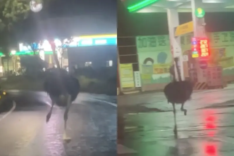 ▲楊柳颱風夜前夕，竟有民眾在凌晨4點20分左右，目擊一隻鴕鳥在宜蘭縣二結鄉街頭奔馳，且一路狂奔4.7公里，跑到羅東鎮聖母醫院旁。（圖／取自Threads＠lccrl._.180）