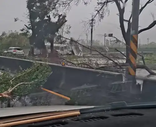 台11線沿路路樹大量被風吹倒。（圖／台東大小事）