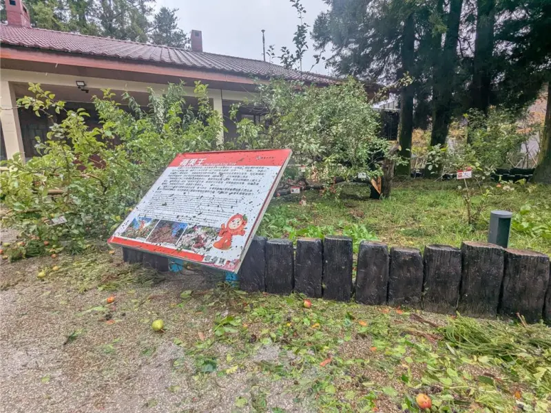 楊柳颱風狂襲！福壽山農場50多年樹齡「蘋果王」被吹倒了