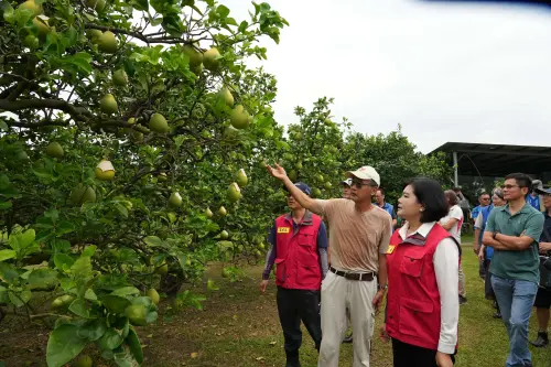 斗六文旦採收在即又遇颱風！張麗善：農民已萬全準備
