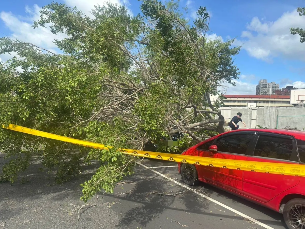 ▲ 楊柳颱風吹倒新北三重重陽路三段及中正北路口路樹，導致2台小客車受損、1人受傷。（圖／翻攝畫面）