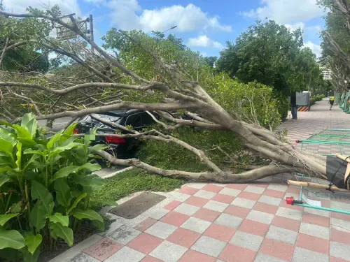 ▲ 楊柳颱風吹倒新北三重重陽路三段及中正北路口路樹，導致2台小客車受損、1人受傷。（圖／翻攝畫面）