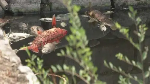 好臭！大阪城護城河出現大量死魚　疑因高溫導致缺氧
