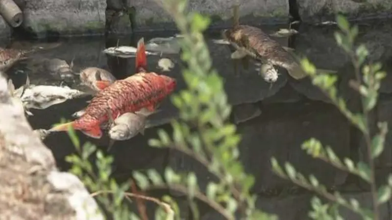 好臭！大阪城護城河出現大量死魚　疑因高溫導致缺氧