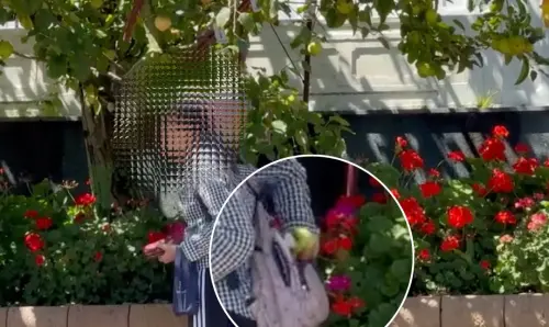 福壽山之寶蘋果王狂風中殞逝　王子慘遭「穿衣服的猴子」毒手
