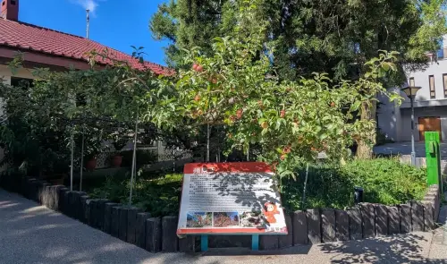 ▲福壽山農場的「蘋果王」樹齡逾50年，結有43種不同品種的蘋果。（圖／翻攝福壽山農場臉書，2025.08.14）