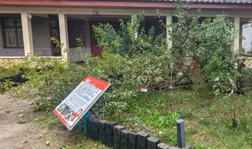 ▲福壽山農場「蘋果王」慘遭楊柳颱風襲擊，主幹從根部位置斷裂，（圖／翻攝福壽山農場臉書，2025.08.14）