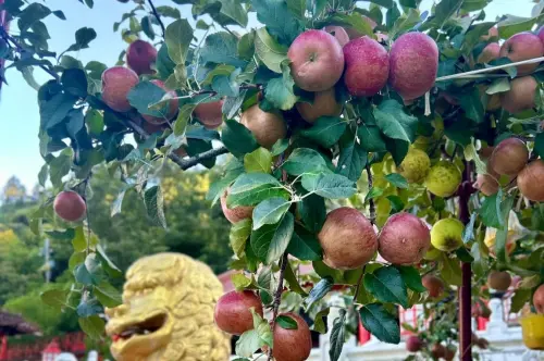 ▲梨山賓館前的蘋果王子樹結實累累。（圖／翻攝參山國家風景區管理處臉書，2025.08.14）