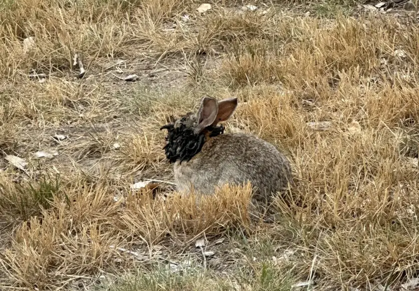 ▲美國科羅拉多州近來出現「外星怪兔」，兔子臉上長出奇異的黑色觸手，引發熱議。（圖／翻攝自Ｘ／qtPeony@qtPeony）
