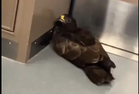 ▲台鐵今（14）日區間車上，出現一隻老鷹，撞到鐵桿後蜷縮在車廂角落。台鐵女性列車長徒手抓住老鷹後，交給站務員帶下車，這班列車也因此延誤1分鐘。（圖／擷取自網友raymond19980307）