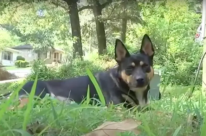 ▲美國阿拉巴馬州一隻混血德國牧羊犬奇卡林（Chicarin）在上週五，把一根長長的人骨叼回家，這已經是奇卡林近1年來第4度帶回人骨。（圖／翻攝自網路）