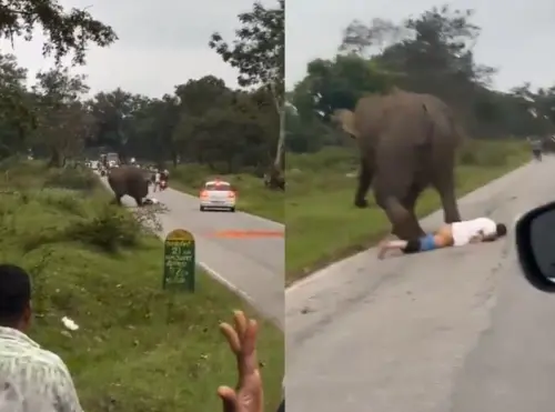 影／猛象出擊！男子違規拍照慘遭大象脫褲小象險外露　還得吃罰款
