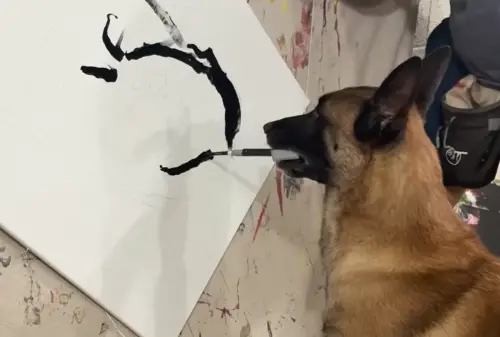 ▲Monkey繪製畫作的過程，訓犬師穆勒會在一旁協助指導，但筆觸、線條的掌握全是Monkey苦練1年多而學會的。（圖／IG@omarvonmuller）