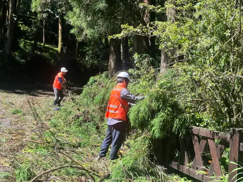 ▲受楊柳颱風，阿里山國家森林遊樂區倒木、斷枝落葉量龐大。（圖／林業及自然保育署嘉義分署）