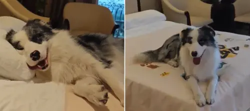 寵物一晚賺800元！中國飯店推「狗狗陪睡」房價曝　網讚紓壓
