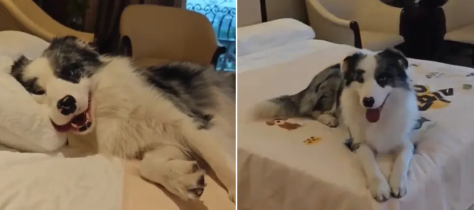 ▲中國湖北武漢一家飯店推出狗狗陪睡服務，一晚房價約台幣2000元，狗狗也能拿到約400至800元的薪水。（圖／翻攝自微博）