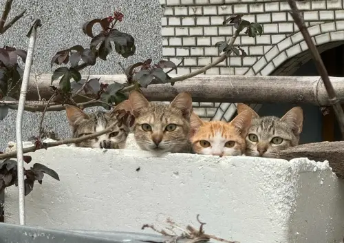 貓頭牌監視器！4隻萌貓定格狂盯　「頭靠頭偷看」畫面融化台灣人
