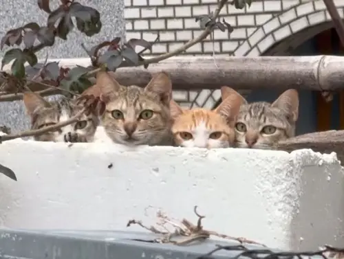 ▲（圖／Threads@xia_n55iw授權提供）