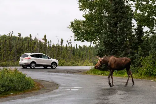 川普與蒲亭即將會面！阿拉斯加居民淡定受訪：我只想來看看駝鹿
