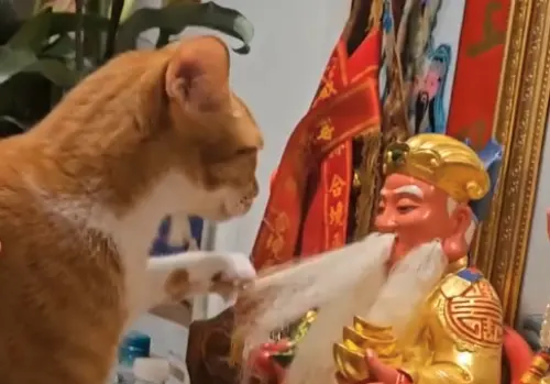 橘貓熱情幫土地公舔毛！阿公、阿嬤溫柔反應寵爆　4.7萬人融化了
