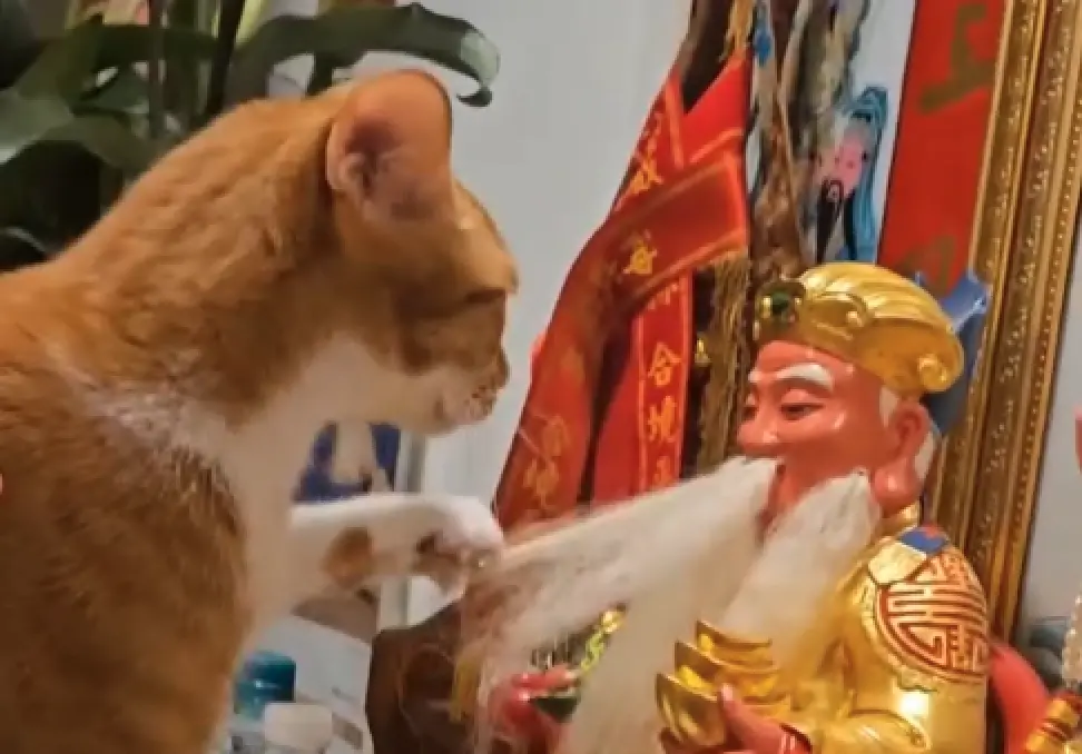 ▲橘貓「波奇塔」日前跳上神桌，熱情又專注地替土地公爺爺「舔鬍鬚」，而阿公、阿嬤的反應讓眾人也跟著融化。（圖／Threads網友「@moes5577」授權提供）