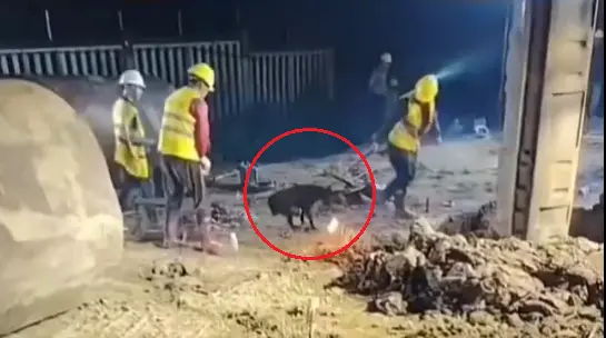 中國國企工地「活犬打生樁」黑狗慘叫遭活埋！網怒：封建迷信