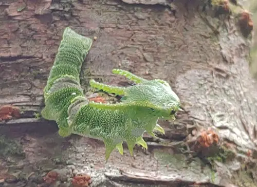 陽明山跑出「野生烈空坐」！內行爆真面目　全場驚：寶可夢是真的
