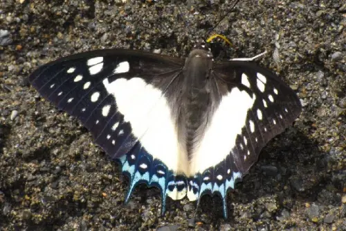 ▲雙尾蛺蝶是特有亞種，分布於低、中海拔山區，體型較姬雙尾蝶大，且因後翅尾突有兩隻，又稱雙尾蝶或大二尾蛺蝶。（圖／農業知識入口網）